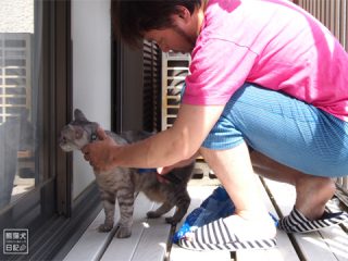 うるさい猫を黙らせる方法 熊猫犬日記