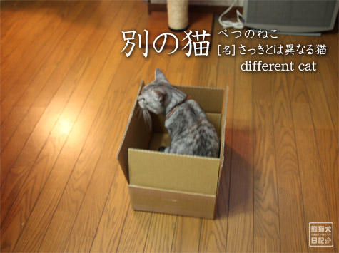 20111209_箱猫7