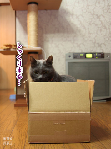 20111209_箱猫5