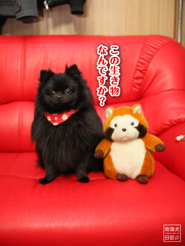 20120313_日本の犬2