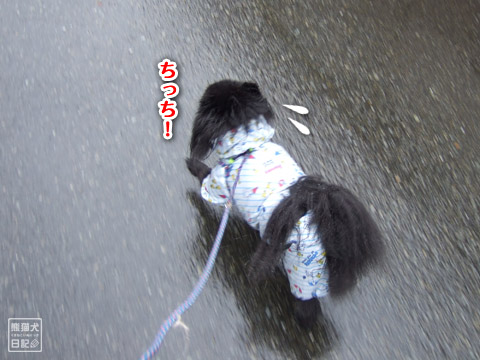 20120421_雨の散歩4