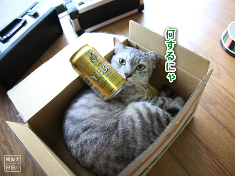 20120815_箱猫3