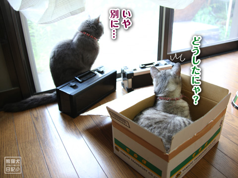 20120822_箱猫3