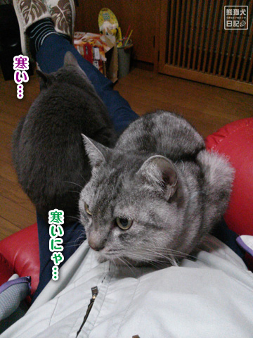 20121106_猫たち1