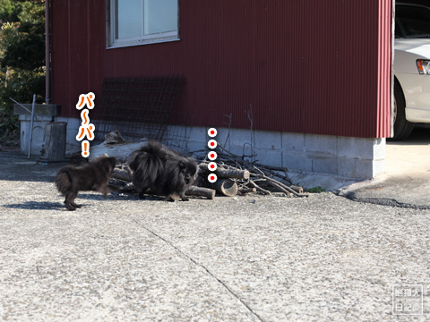 20130216_真熊と志熊1