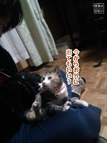 20130327_三毛猫の話9