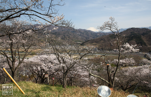 20140409_桜祭り10
