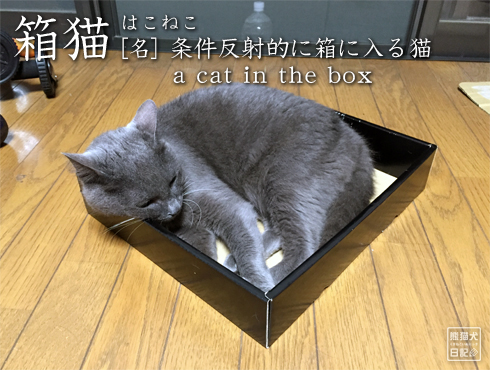 20160911_箱猫3