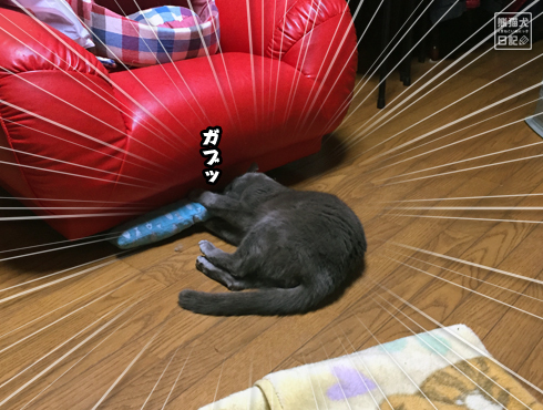 20180404_ヨドバシドット猫7