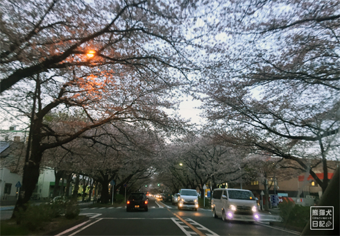 20180422_桜を見る会4