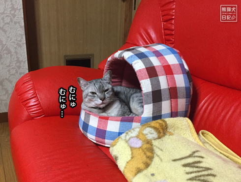 20190125_眠り猫10