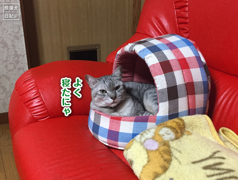 20190125_眠り猫11