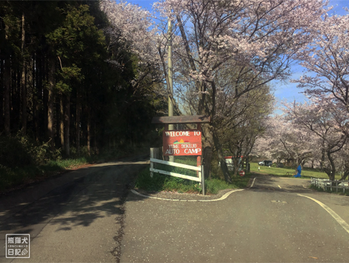 20190513_桜の木々4