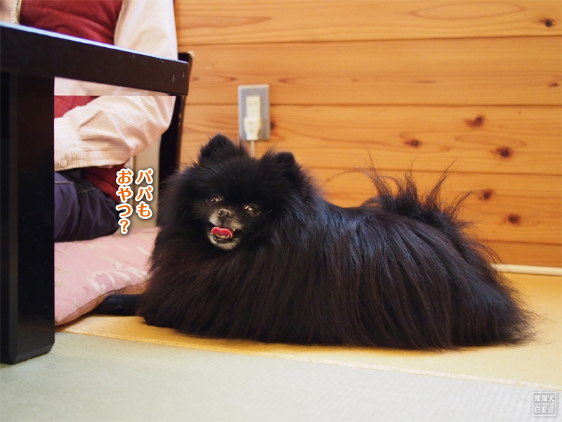 ポメラニアン父子 旅行先でのくつろぎタイム 熊猫犬日記