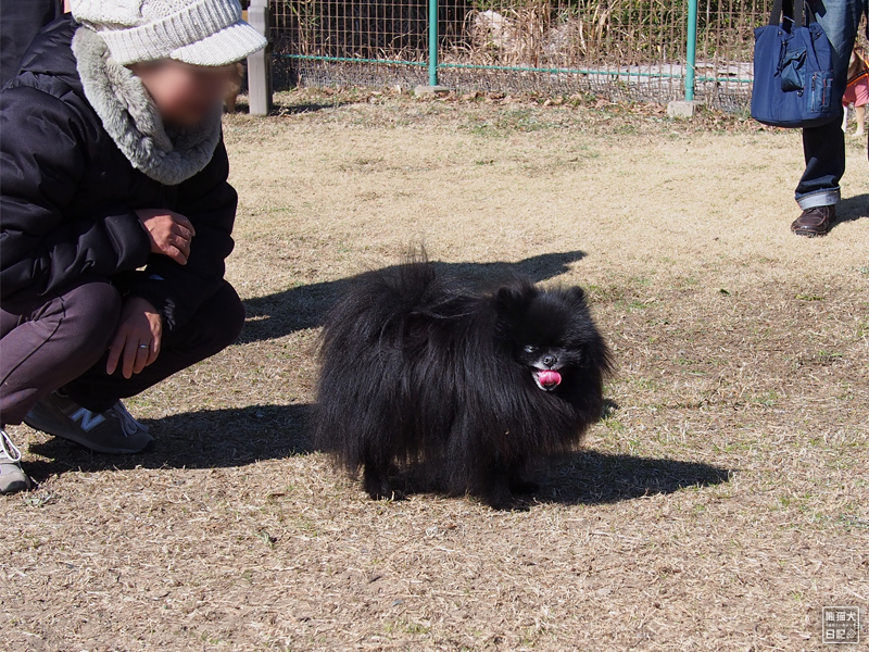 ドッグラン満喫の黒ポメラニアン父子 熊猫犬日記