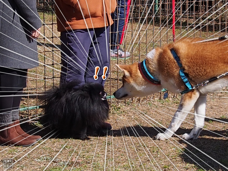 秋田犬と黒ポメラニアン父子 熊猫犬日記