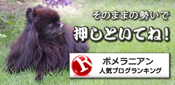 紫陽花ポメラニアン 熊猫犬日記