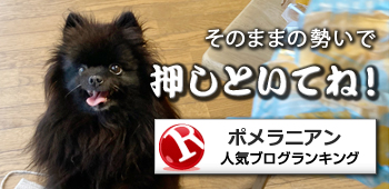 マクドナルドに引き寄せられるポメラニアン 熊猫犬日記