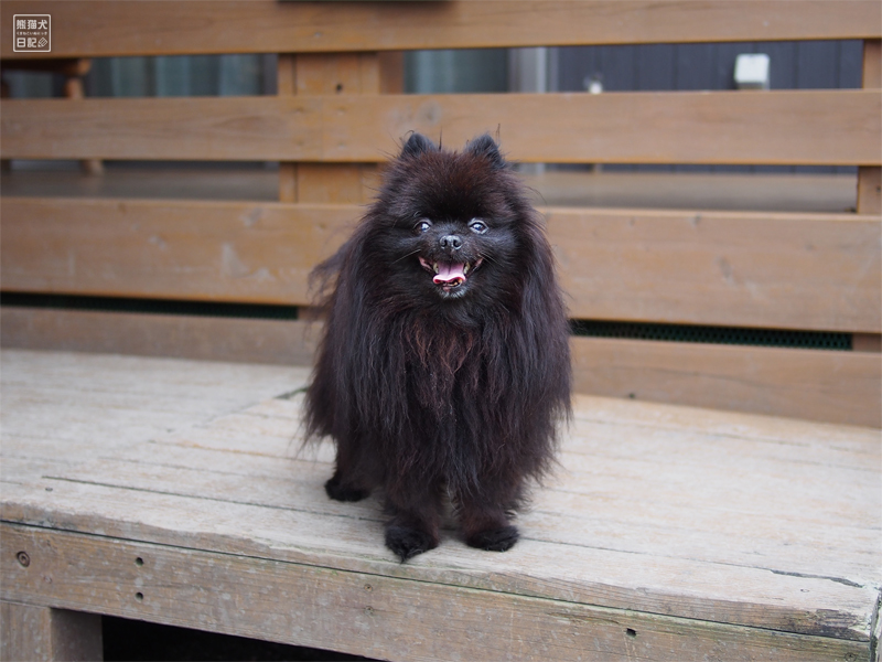 ドッグランで誰も構ってくれない 熊猫犬日記