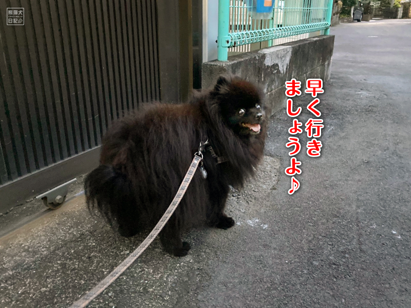 仕事終わりを感知する犬 嫁女房日記 熊猫犬日記