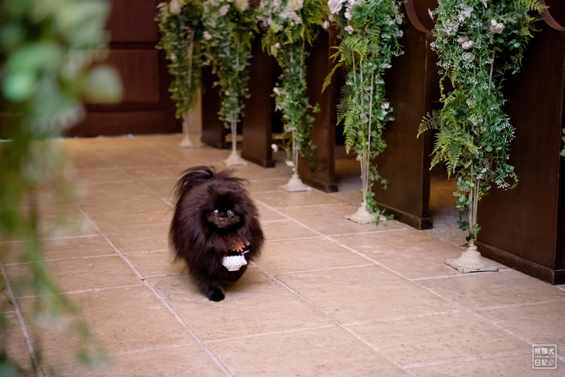 リングドッグ真熊 結婚式ララバイ 熊猫犬日記