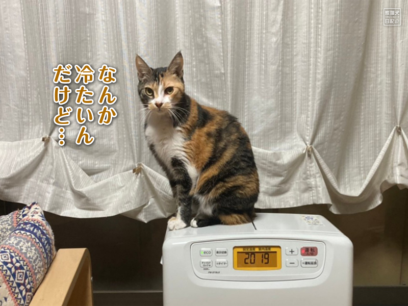 天然猫の寿喜 12年目にして初めての挑戦 熊猫犬日記