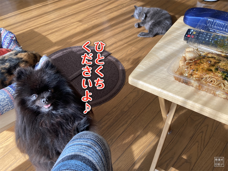 広島風お好み焼きとポメラニアン 熊猫犬日記