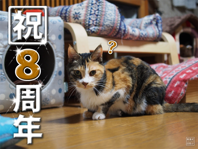 三毛猫の稚葉