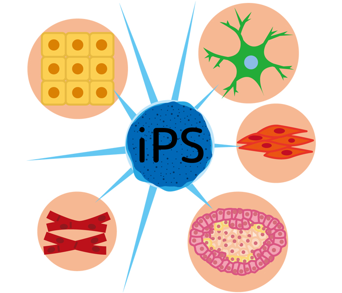 iPS細胞
