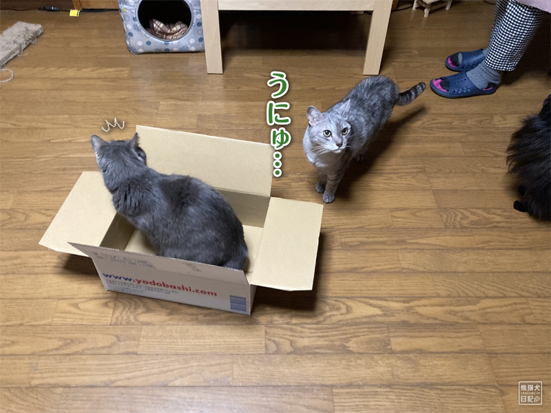 猫の箱取り合戦