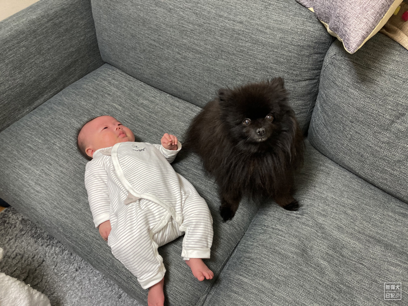 赤ちゃんと黒ポメラニアン