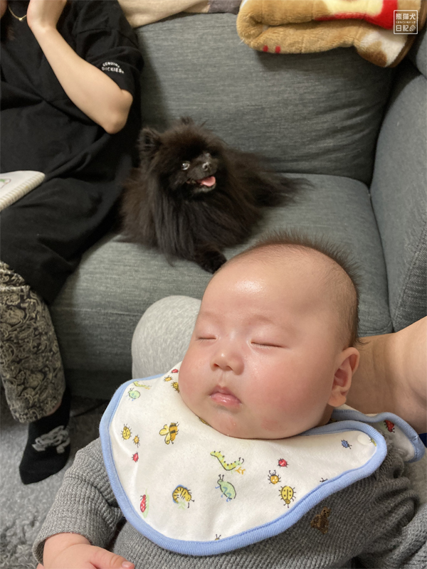 黒ポメラニアンと赤ん坊