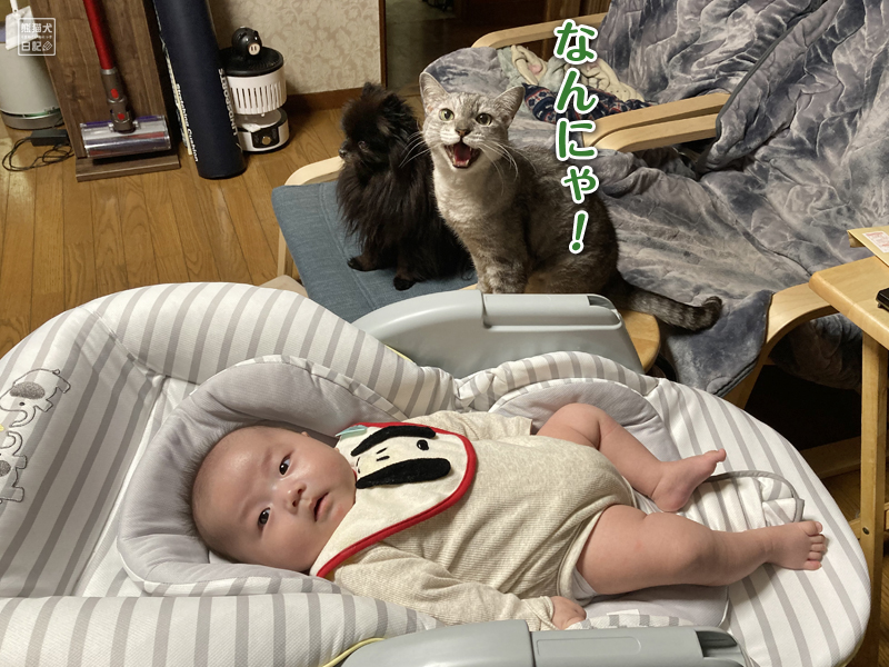 赤ちゃんと動物