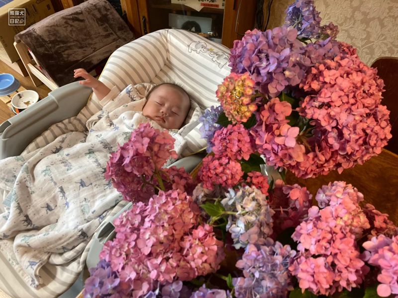 紫陽花と赤ちゃん