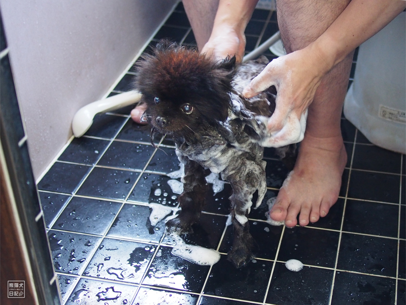 迷惑ぶるぶる シャンプー慣れポメラニアン 中編 熊猫犬日記