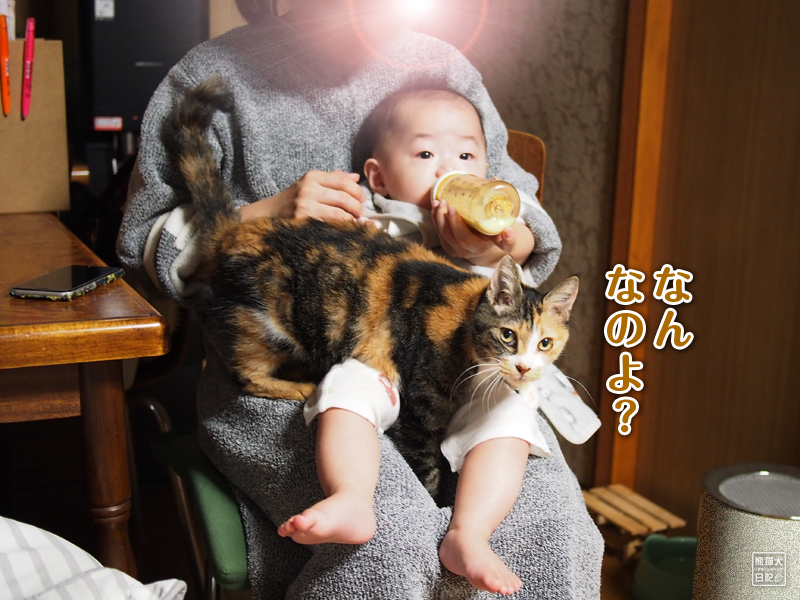 三毛猫と赤ん坊
