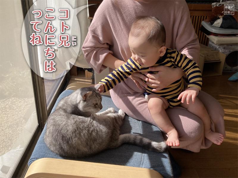 猫と赤ん坊