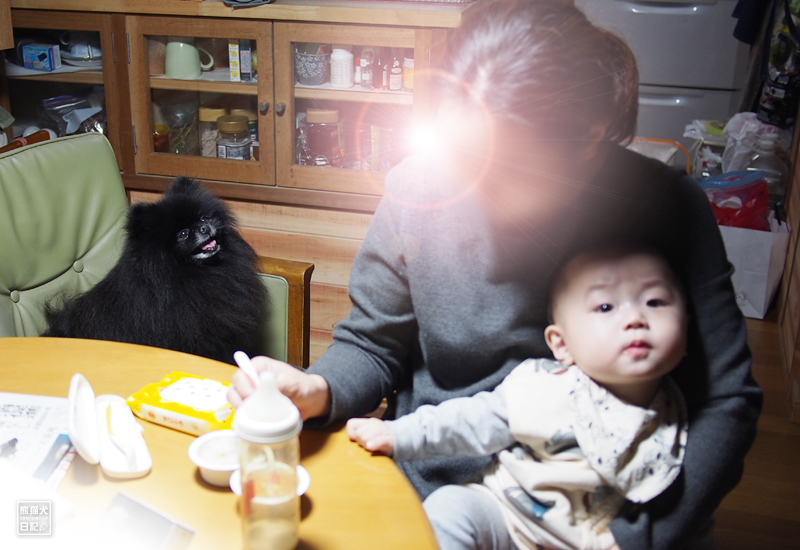 黒ポメラニアン志熊と赤ん坊