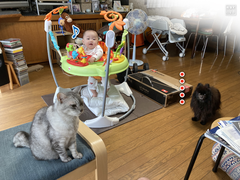 猫と赤ん坊とポメラニアン