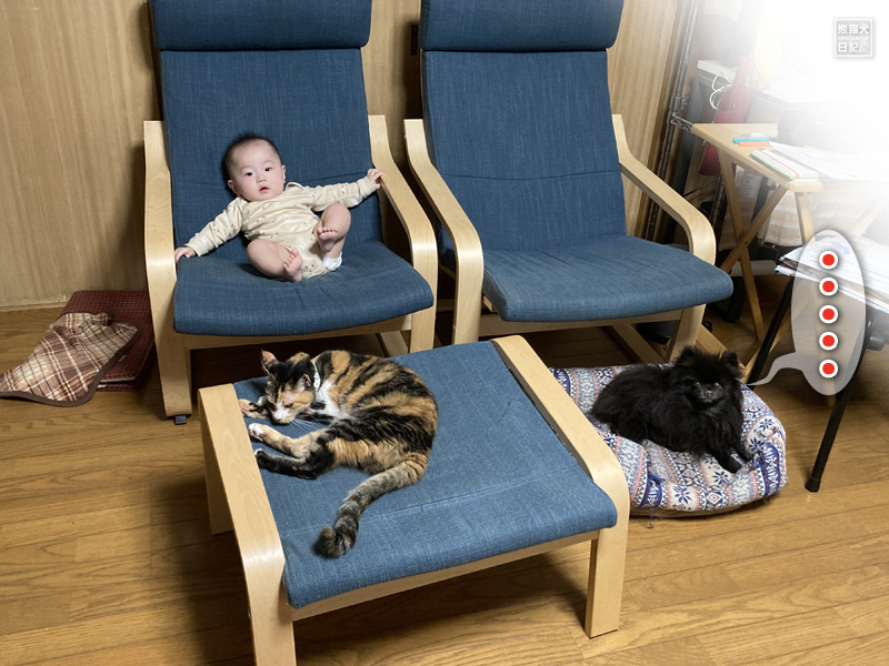 猫と赤ん坊とポメラニアン