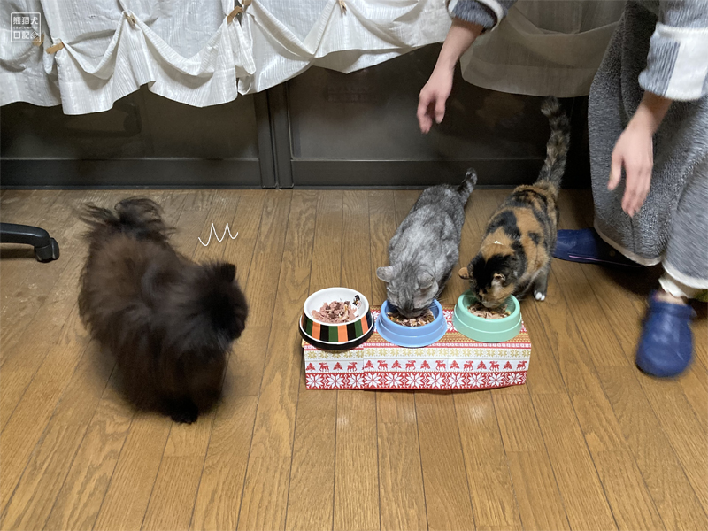ポメラニアンと猫たちの晩餐
