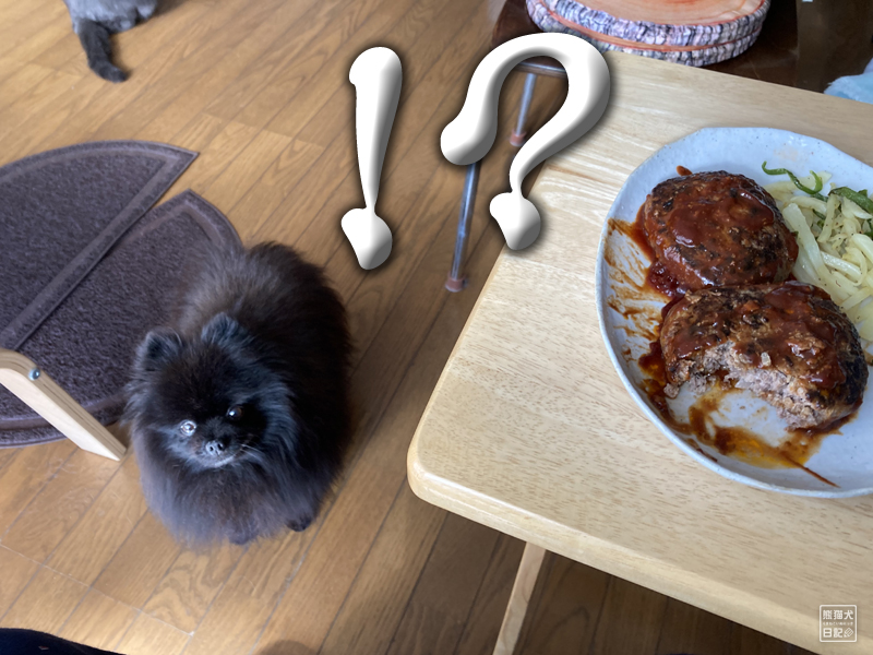 ハンバーグをめぐる犬と猫の反応の違い 熊猫犬日記