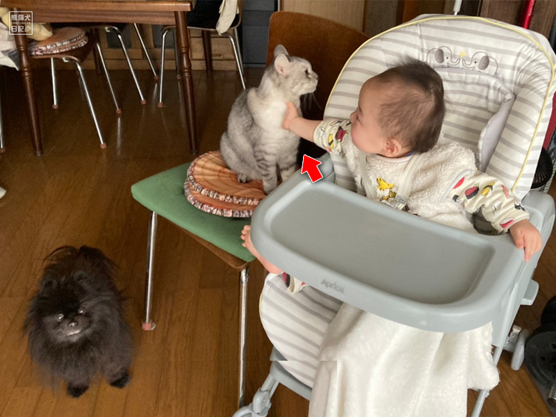 ポメラニアンと猫と赤ん坊