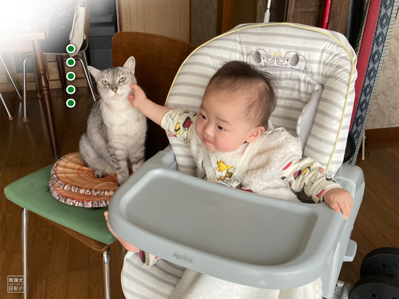 ポメラニアンと猫と赤ん坊