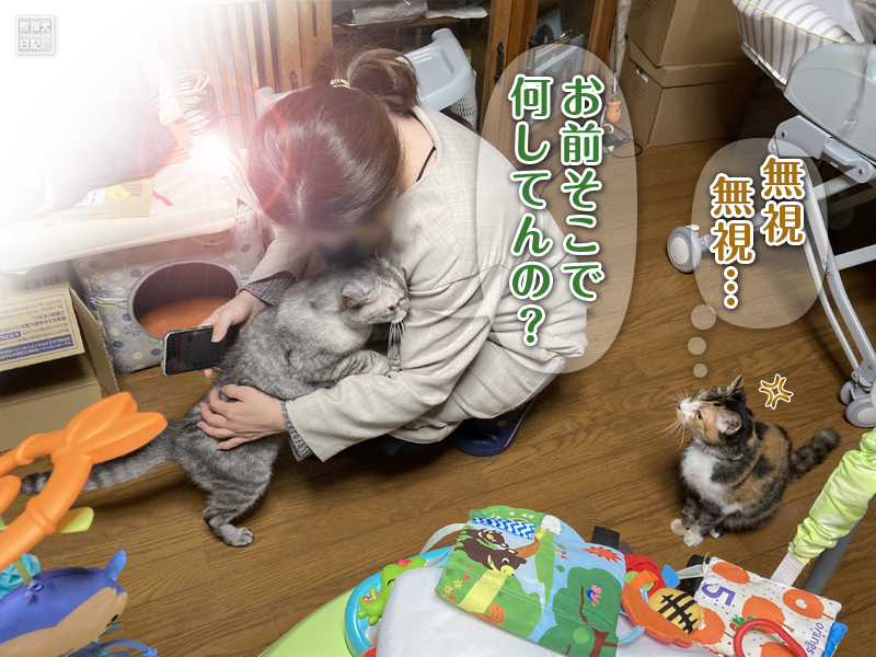 天然猫と三毛猫