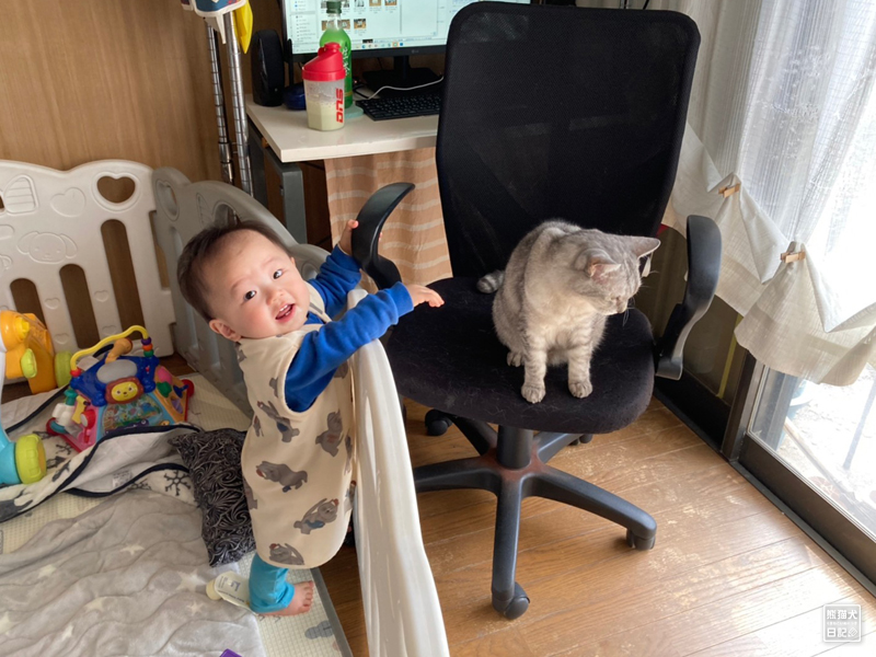 赤ん坊と猫