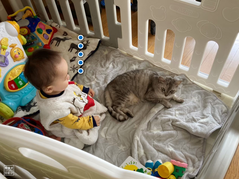 赤ん坊と猫