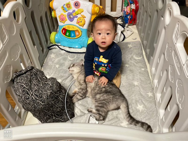猫と一歳児