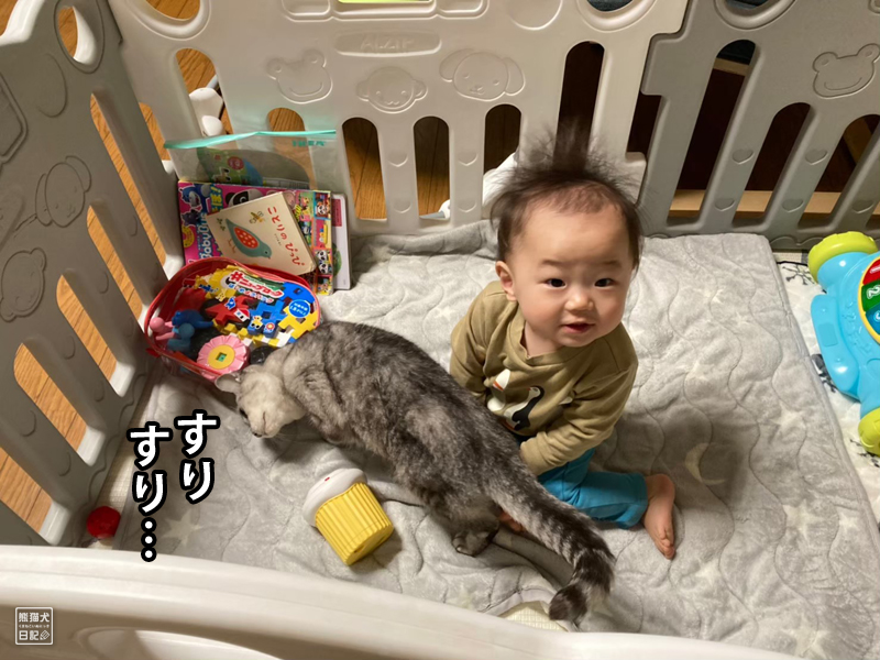 天然猫と赤ん坊