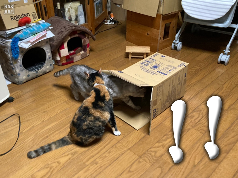 猫の箱獲り合戦